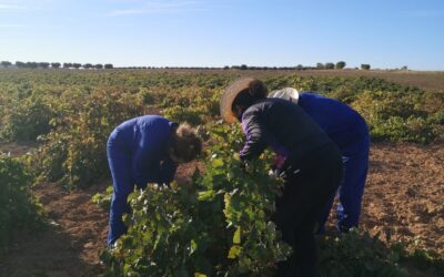 Las injustas condiciones laborales en el sector agroecológico y vegano por Patricia Badenes